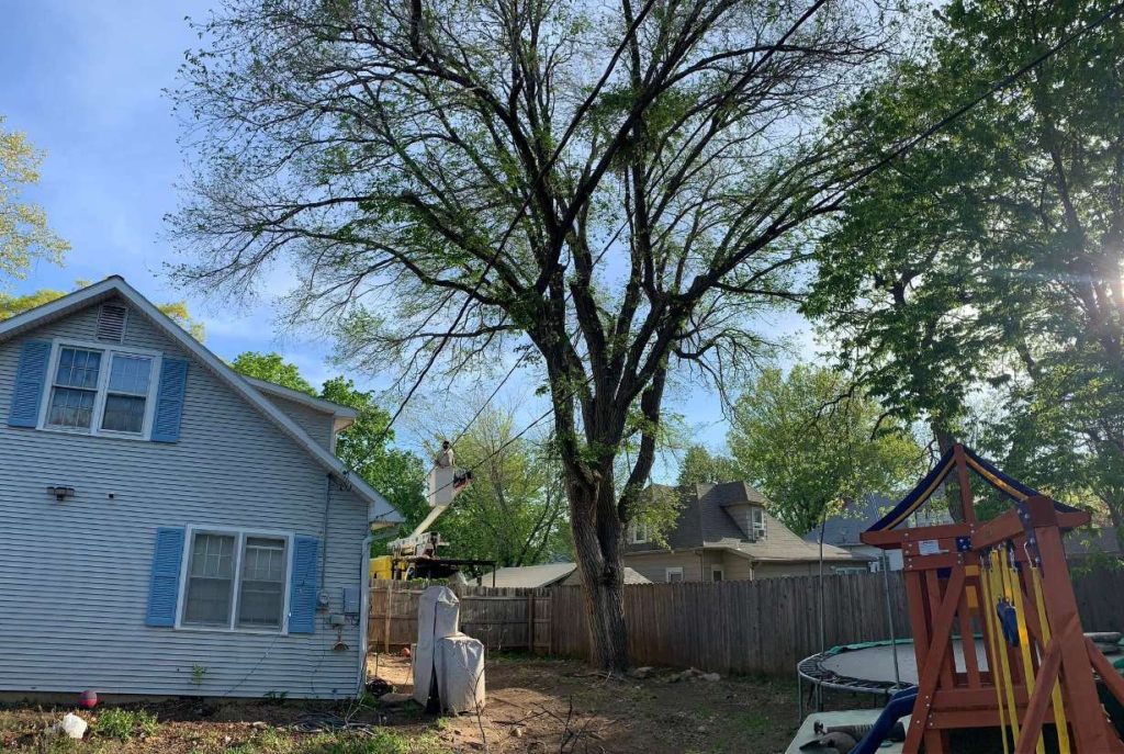 Tree Cutting