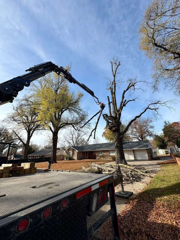 Tree Removal