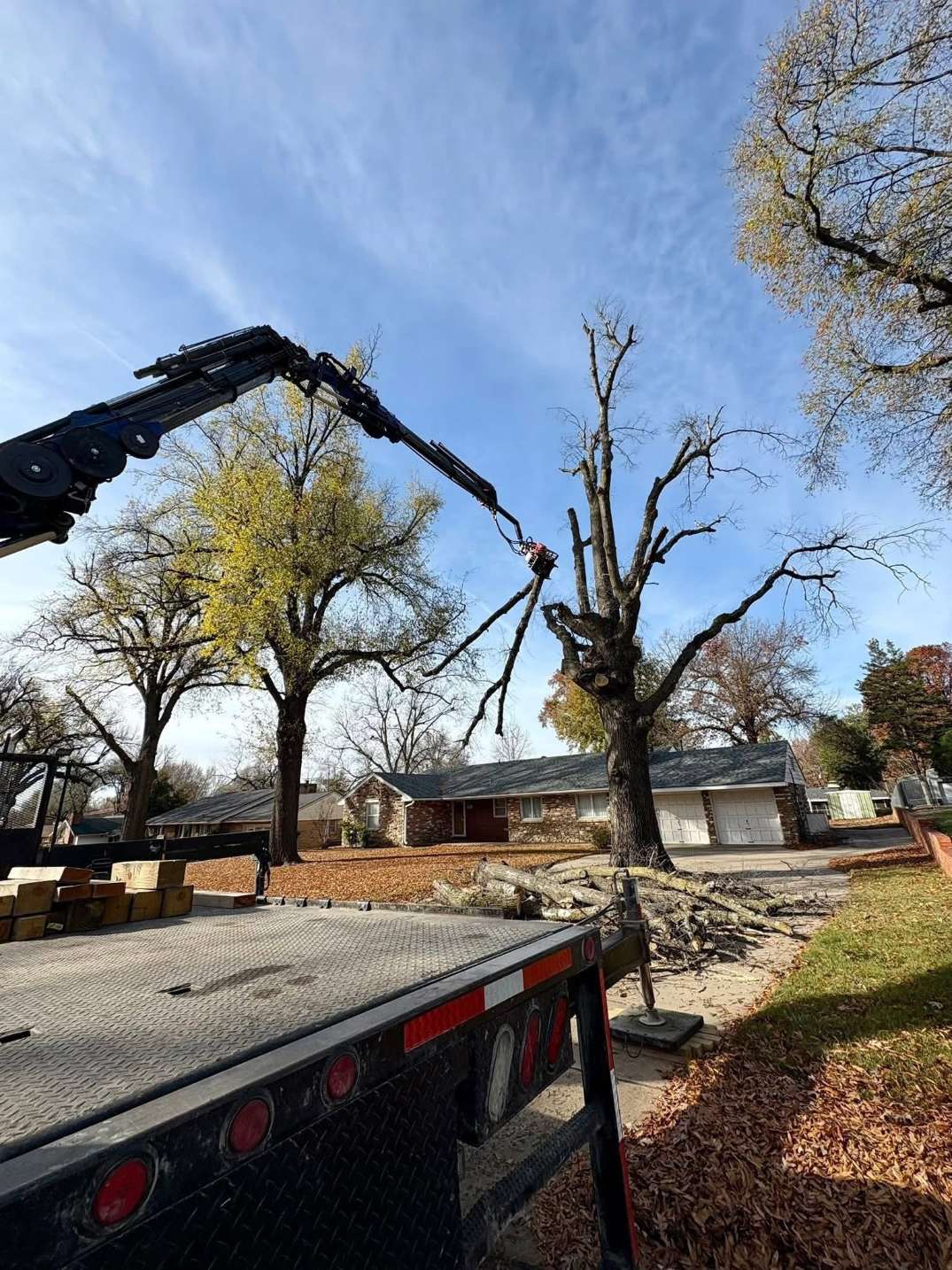 Tree Removal